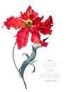 The Book of the Flower - HYLAND,  Angus ; Wilson, Kendra - 9781786272454