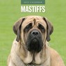 Mastiffs 2025 Square Wall Calendar - Red Robin - 9781804424865