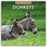 Donkeys 2026 Square Wall Calendar - Red Robin - 9781804427248