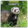 Ferrets 2026 Square Wall Calendar - Red Robin - 9781804427279