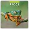 Frogs 2026 Square Wall Calendar - Red Robin - 9781804427286