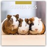 Guinea Pigs  2026 Square Wall Calendar - Red Robin - 9781804427323