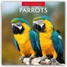 Parrots 2026 Square Wall Calendar - Red Robin - 9781804427446