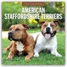 American Staffordshire Terriers - American Staffordshire Terrier 2026 - 16-Monatskalender -  - 9781804427668
