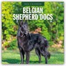 Belgian Shepherd Dogs 2026 Square Wall Calendar - Red Robin - 9781804427736