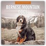 Bernese Mountain Dog - Berner Sennenhund 2026 - 16-Monatskalender -  - 9781804427743