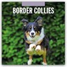 Border Collies 2026 Square Wall Calendar - Red Robin - 9781804427798