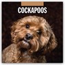 Cockapoos 2026 Square Wall Calendar - Red Robin - 9781804427958