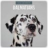Dalmatians 2026 Square Wall Calendar - Red Robin - 9781804428016