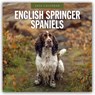 English Springer Spaniels 2026 Square Wall Calendar - Red Robin - 9781804428061