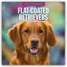 Flat-Coated Retrievers - Flat Coated Retriever 2026 - 16-Monatskalender -  - 9781804428078