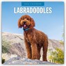 Labradoodles 2026 Square Wall Calendar - Red Robin - 9781804428245