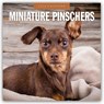 Miniature Pinschers 2026 Square Wall Calendar - Red Robin - 9781804428313