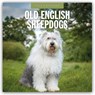 Old English Sheepdogs 2026 Square Wall Calendar - Red Robin - 9781804428351