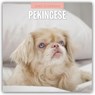 Pekingese 2026 Square Wall Calendar - Red Robin - 9781804428382