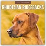 Rhodesian Ridgebacks 2026 Square Wall Calendar - Red Robin - 9781804428443