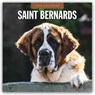 Saint Bernards 2026 Square Wall Calendar - Red Robin - 9781804428474