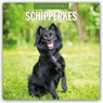 Schipperkes 2026 Square Wall Calendar - Red Robin - 9781804428498