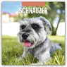 Schnauzer 2026 - 16-Monatskalender -  - 9781804428504