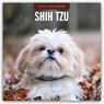 Shih Tzu 2026 Square Wall Calendar - Red Robin - 9781804428559