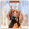 Vizslas 2026 Square Wall Calendar - Red Robin - 9781804428627