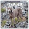 Weimaraners 2026 Square Wall Calendar - Red Robin - 9781804428634