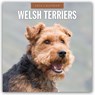 Welsh Terriers 2026 Square Wall Calendar - Red Robin - 9781804428658