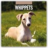 Whippets 2026 Square Wall Calendar - Red Robin - 9781804428672