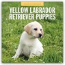 Yellow Labrador Retriever Puppies 2026 Square Wall Calendar - Red Robin - 9781804428726