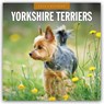 Yorkshire Terriers 2026 Square Wall Calendar - Red Robin - 9781804428740