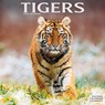 Tigers Calendar 2024 Square Wildlife Safari Big Cats Wall Calendar - 16 Month -  - 9781804601594