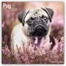 Pug Square Wall Calendar 2025 -  - 9781804603796