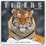 Tigers Calendar 2025 Square Wildlife Safari Big Cats Wall Calendar - 16 Month -  - 9781804604533