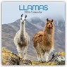Llamas - Lamas 2026 - 16-Monatskalender -  - 9781836223894