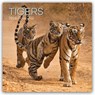 Tigers - Tiger 2026 - 16-Monatskalender -  - 9781836223979