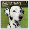 Dalmatians - Dalmatiner 2026 - 16-Monatskalender -  - 9781836224198