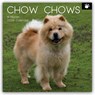 Chow Chows 2026 - 16-Monatskalender -  - 9781836228592
