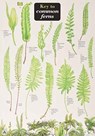 Key to Common Ferns - James Merryweather - 9781851532902