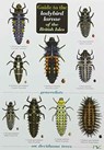 Guide to the Ladybird Larvae of the British Isles - Peter Brown ; Helen Roy ; Richard F. Comont ; Remy Poland - 9781908819048