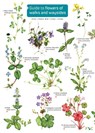 Guide to flowers of walks and waysides - Rebecca Farley-Brown - 9781908819345