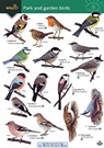 Park and garden birds - Rebecca Farley-Brown - 9781908819659