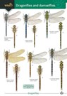 Dragonflies and damselflies - Rebecca Farley-Brown ; Alice Broader - 9781908819833