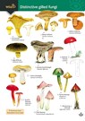 Distinctive gilled fungi - Geoffrey Kibby ; Stephen Docker ; Rebecca Farley-Brown - 9781908819918