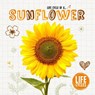 Life Cycle of A...: Sunflower - Grace Jones - 9781910512494