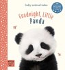 Goodnight, Little Panda - Amanda Wood - 9781913520113