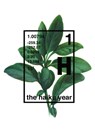 The Haiku Year - Michael Stipe - 9781932360165
