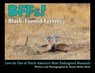 BFFs! Black-Footed Ferrets (Paperback): Love for One of North America's Most Endangered Mammals - Elaine Miller Bond - 9781943013395