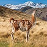 Patagonia National Park: Chile - Kristine McDivitt Tompkins - 9781952338069
