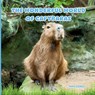 Jones, M: Wonderful World of Capybaras - Mimi Jones - 9781958985724