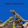 Reptiles of North America Kids Book: Great Children's Reptile Book about Snakes, Lizards, Turtles, Alligators - Kinsey Marie - 9781965098516